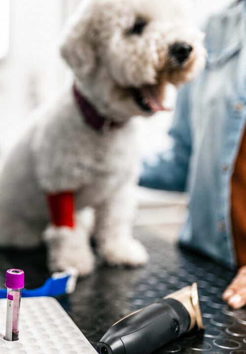 Hund als Patient auf dem Behandlungstisch einer Tierarztpraxis, daneben vorbereitete Probenröhrchen