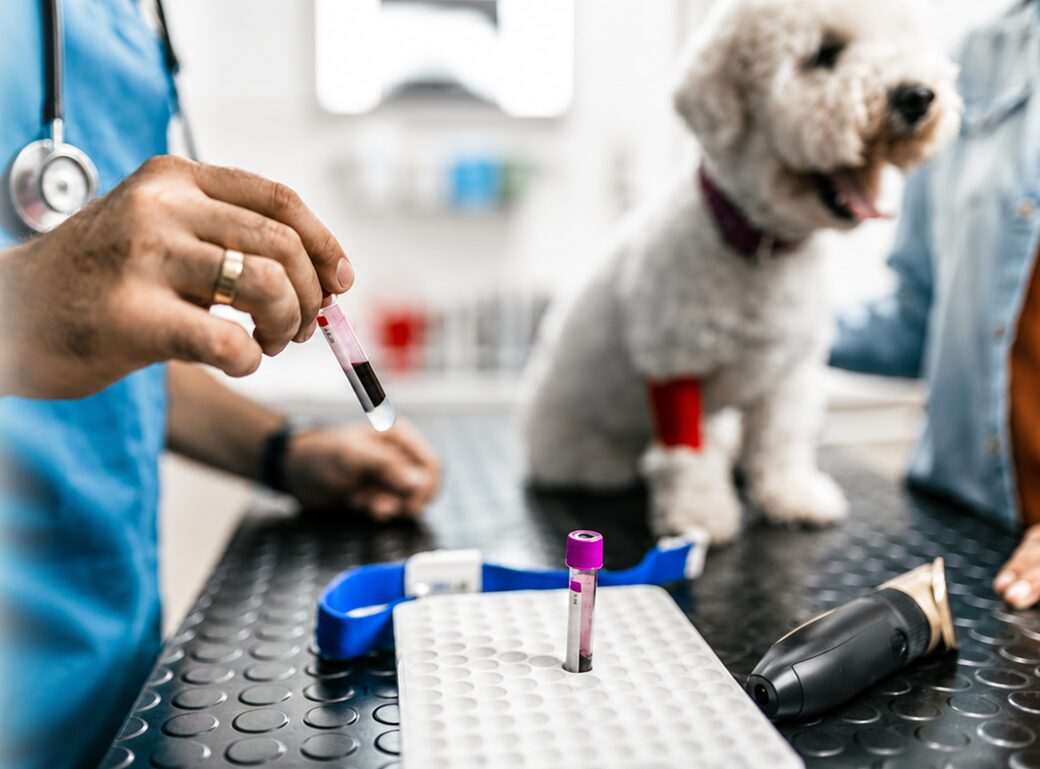 Blutprobenentnahme in der Tierarztpraxis: das Probenröhrchen wird vorbereitet, während der Hund auf dem Behandlungstisch sitzt